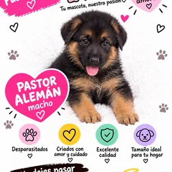 PASTOR ALEMÁN