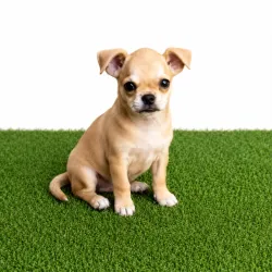 Pequinés con chihuahua