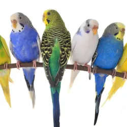 PERICOS AUSTRALIANOS 