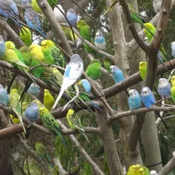 PERICOS AUSTRALIANOS 