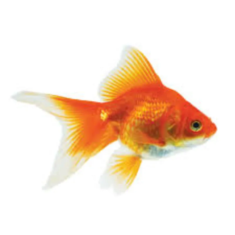 PEZ COLINOVIA O GOLDFISH