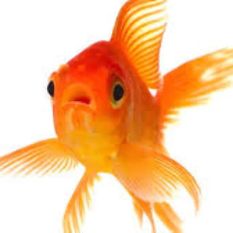 PEZ COLINOVIA O GOLDFISH