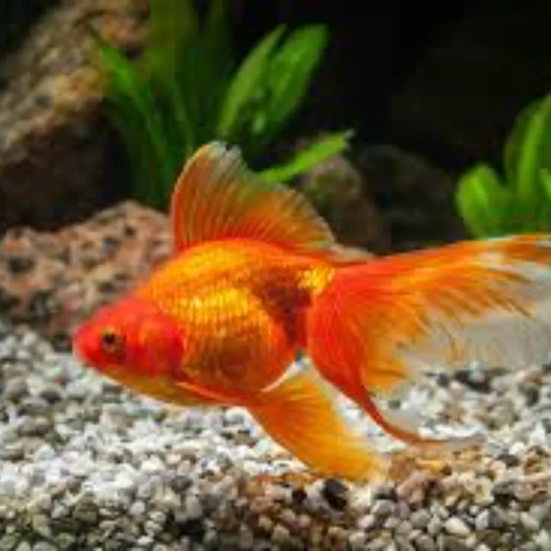 PEZ COLINOVIA O GOLDFISH