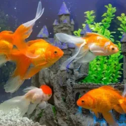 PEZ GOLDFISH