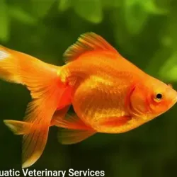 PEZ GOLDFISH