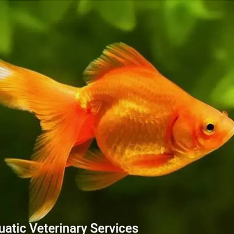 PEZ GOLDFISH