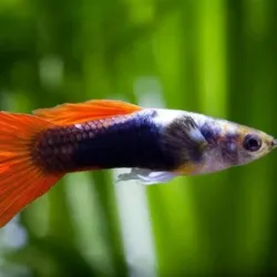 Pez guppy