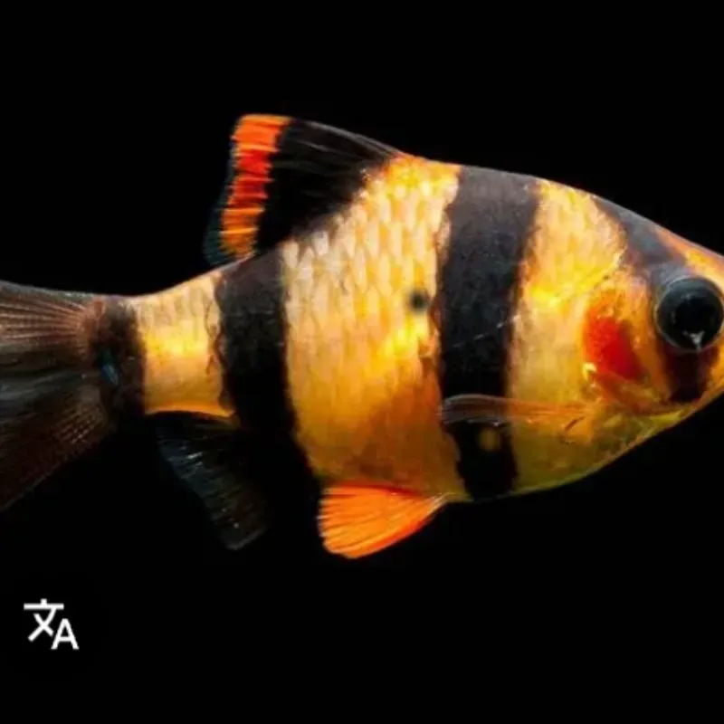 PEZ SUMASTRANO