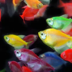 PEZ TETRA