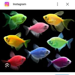 PEZ TETRA