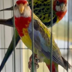 Pichón de rosella
