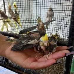 Pichones de cacatillos