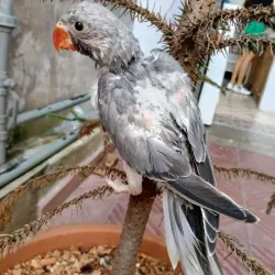 Pichones de Cotorras de kramer