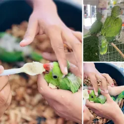 Pichones de Cotorras de kramer