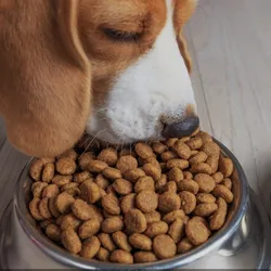 PIENSO A GRANEL PARA PERROS