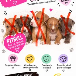 PITBULL