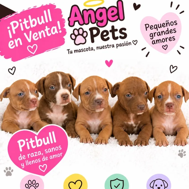 PITBULL