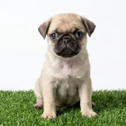 PUG carlino