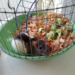 Ratón de laboratorio