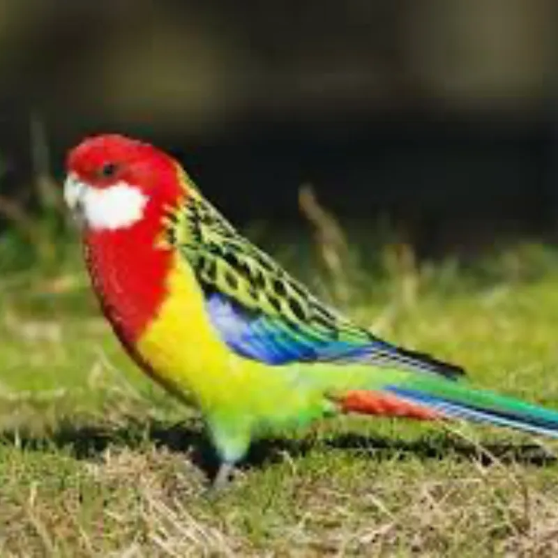 Rosellas 