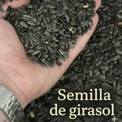 Semillas de girasol