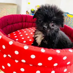 Shih tzu con Pekinés 