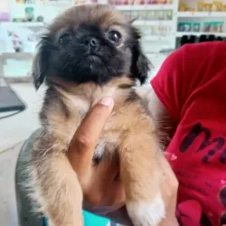 Spaniel tibetano
