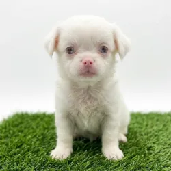 Spaniel tibetano albina