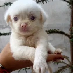 Spaniel tibetano albina