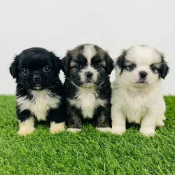Spaniel tibetano (PEQUINÉS)