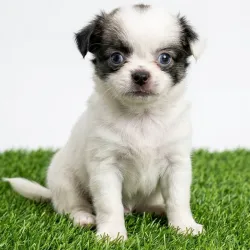Spaniel tibetano