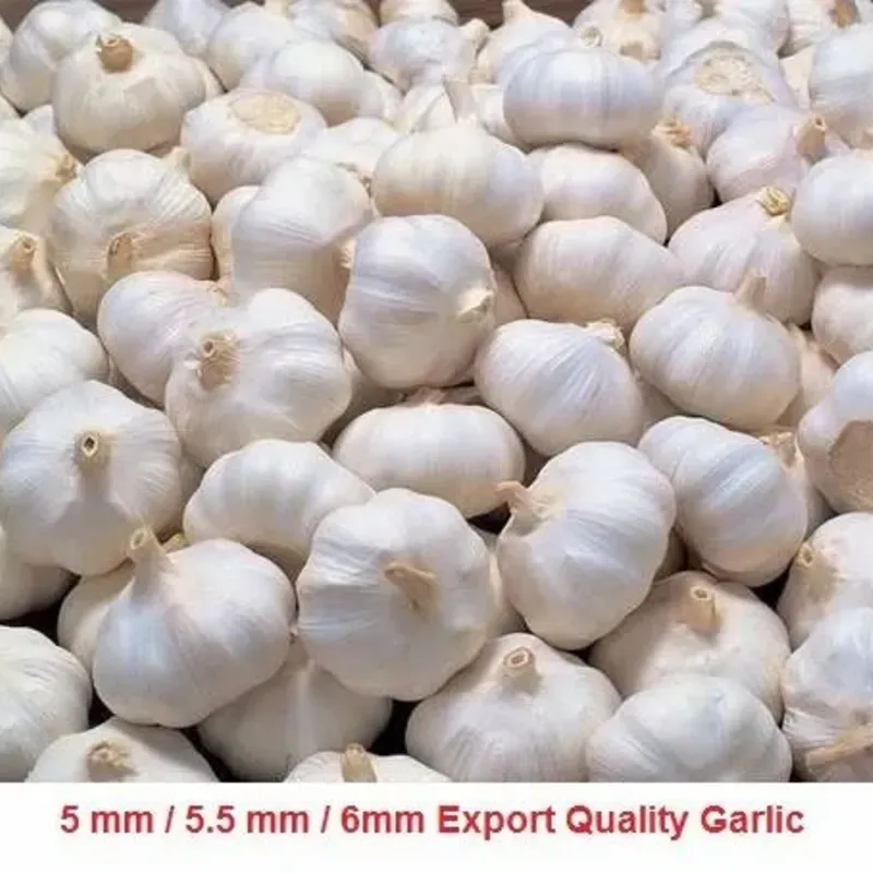 POMO DE AJO PELADO 🧄