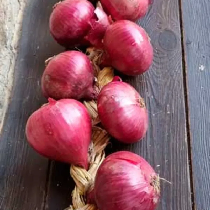 RISTRA DE CEBOLLA MORADA( 20 unidades) 🧅