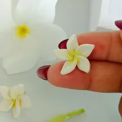 Plumeria blanca clásica "Antonia"