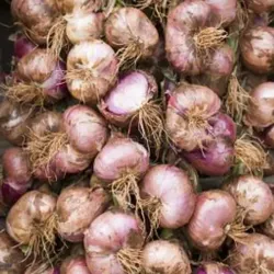 Cebolla