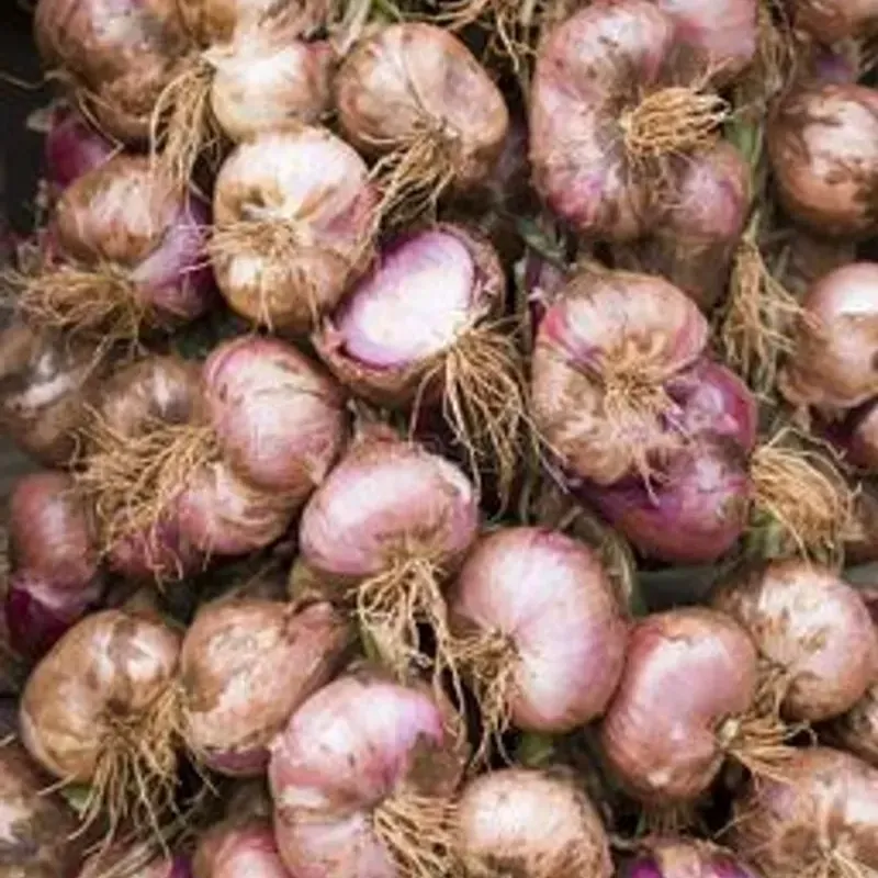 Cebolla 