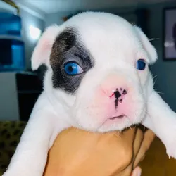 Cachorro bulldog francés🐶🐾💘