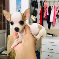 Cachorro chihuahua cabeza de manzana🐶🐾💘