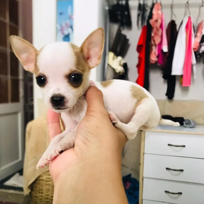 Cachorro chihuahua cabeza de manzana🐶🐾💘