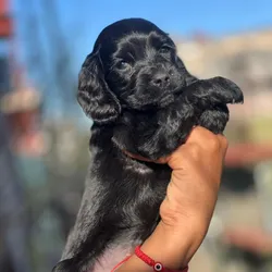 Cachorro cocker spaniel🐶🐾💘
