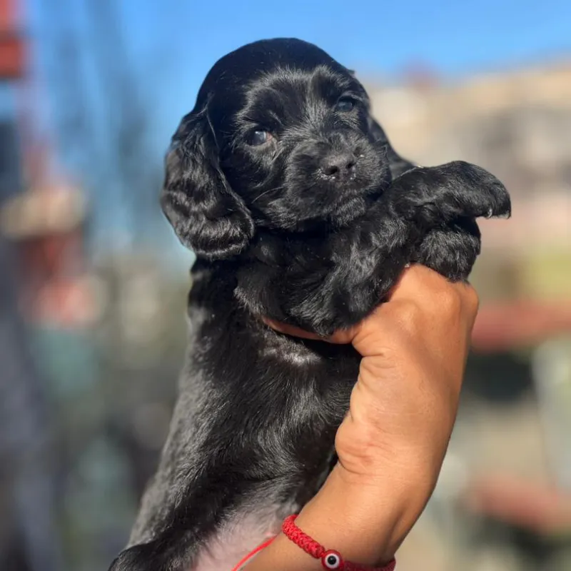 Cachorro cocker spaniel🐶🐾💘