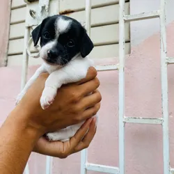 Cachorro chihuahua cabeza de venado🐶🐾💘