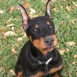 Cachorro dóberman🐶🐾💘