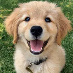 Cachorro golden retriever🐶🐾💘