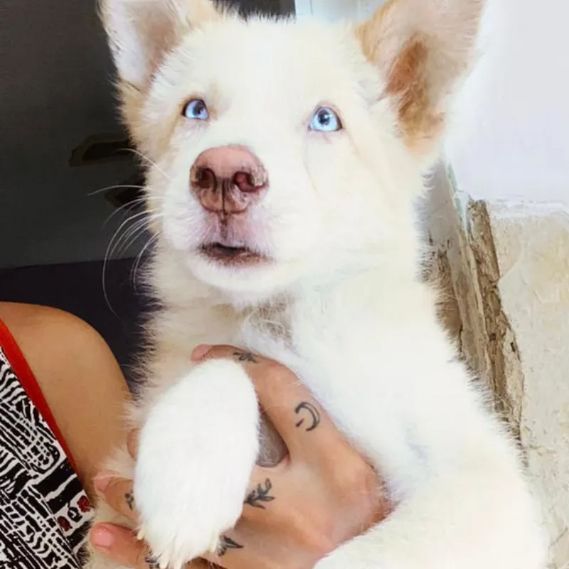 Cachorro husky albino🐶💘🐾