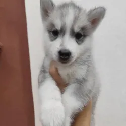 Cachorro husky manto gris🐶🐾💘