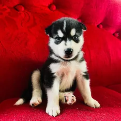 Cachorro husky manto negro🐶🐾💘
