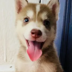 Cachorro husky manto rojo🐶🐾💘
