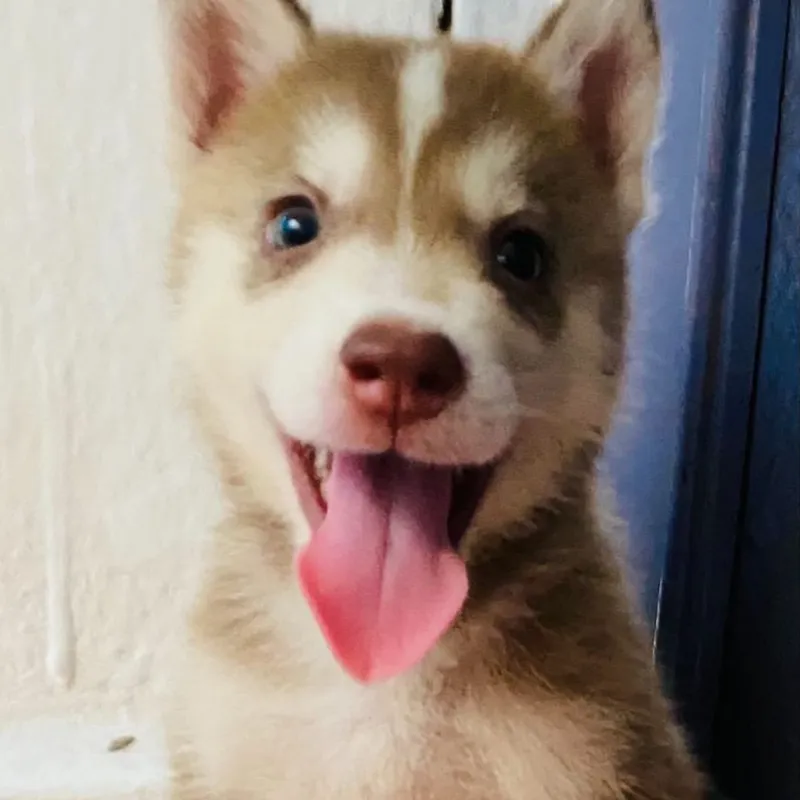 Cachorro husky manto rojo🐶🐾💘