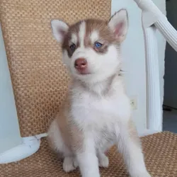 Cachorro husky manto rojo🐶🐾💘